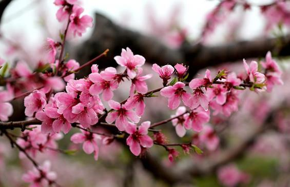 八字中咸池桃花代表着什么 咸池桃花的查法(咸池桃花详解)