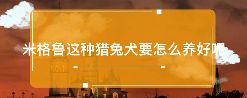 米格鲁这种猎兔犬要怎么养好呢