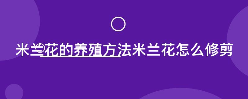 米兰花的养殖方法米兰花怎么修剪